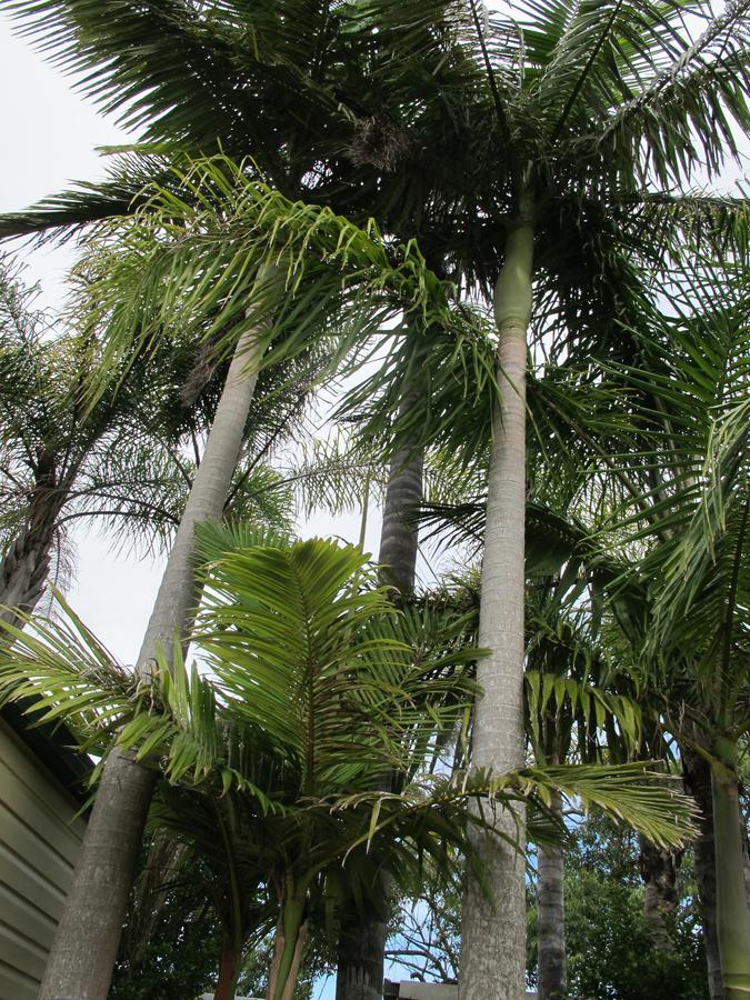 Melaleuca Caravan Park Port Macquarie Luaran gambar